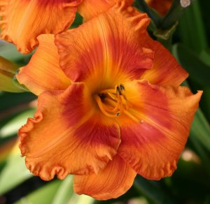 hemerocallis tropical heat wave